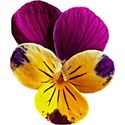 pansy multi