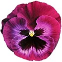 pansy pink 2