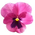 pansy pink