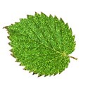 leaf 2