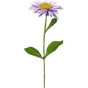 flower 4