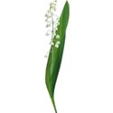 flower 8