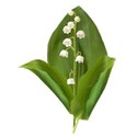 flower 7