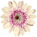 flower 4
