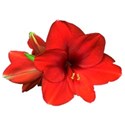 Amaryllis 2