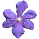 Clematis 2