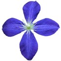 Clematis 1