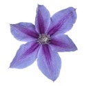 Clematis 4