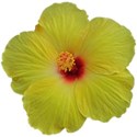 Hibiscus 2