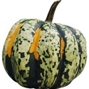 JAM-FallFestival-acornsquash