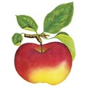 JAM-FallFestival-applesticker