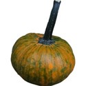 JAM-FallFestival-gourd1