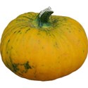 JAM-FallFestival-gourd2