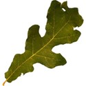 JAM-FallFestival-leaf2
