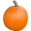 JAM-FallFestival-pumpkin5