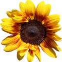 JAM-FallFestival-sunflower3