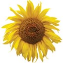 JAM-FallFestival-sunflower4