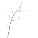 JAM-FallFestival-twig1
