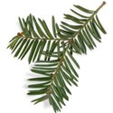 Pine Branch Down