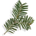 Pine Branch Up