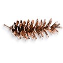 Pinecone R