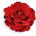 Red Rose