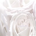 white rose background