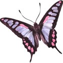 scllbutterfly2