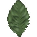 sclleaf