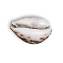 shell1