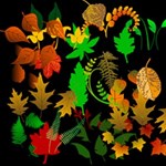 Leaf Collection