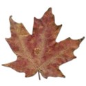 SChua_AutumnalLove_leaf copy copy