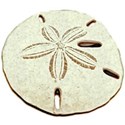 sand_dollar