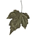 leaf1
