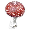 mushshroomie
