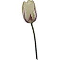 tulip1