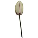 tulip2