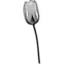 tulip1