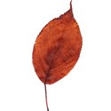 leaf2