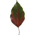 leaf4