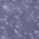 jThompson_jelly_paper8