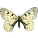 butterfly 300 4834