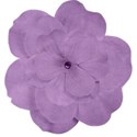 violet  flower dd