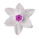 flor rosa