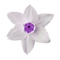 flor morada