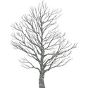 tree-1322438