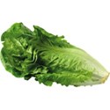 Lettuce