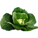 Cabbage