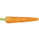 Carrot