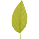 Sscraps_AMAAB_Leaf